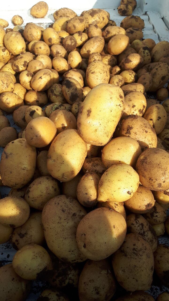 صادرات عمده سیب زمینی جلی به ازبکستان