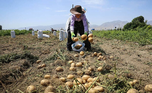بهترین تولید کننده سیب زمینی در ایران