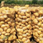 خرید سیب زمینی عمده برای صادرات به دبی