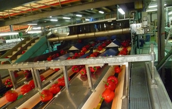 peppers sorting machine