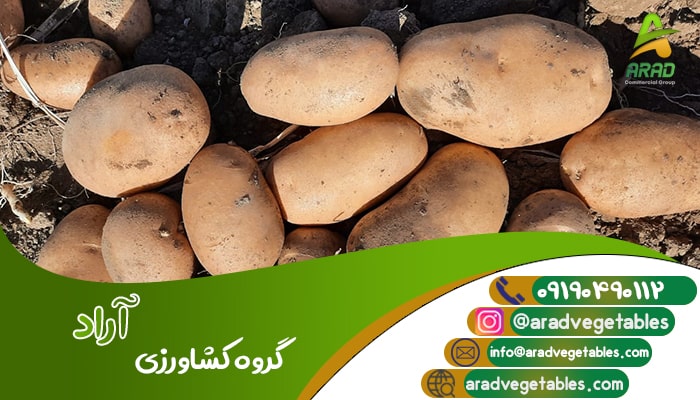 خرید سیب زمینیی همدان + قیمت سیب زمینی