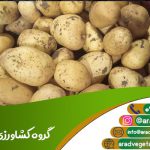 قیمت سیب زمینی بانبا برای ترکمنستان