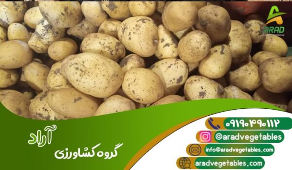 قیمت سیب زمینی بانبا برای ترکمنستان