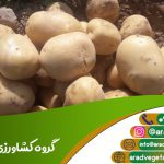 خرید سیب زمینیی همدان + قیمت سیب زمینی