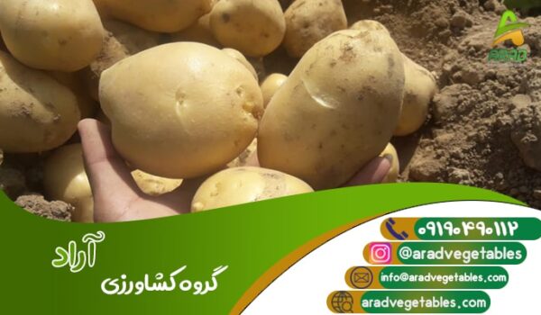 خرید سیب زمینی درجه یک + فروش صادراتی