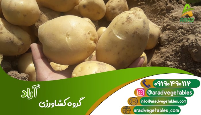 قیمت فروش سیب زمینی صادراتی به عراق