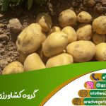 قیمت سیب زمینی عمده زنجان