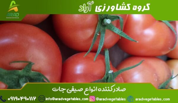 گوجه فرنگی گلخانه ای صادراتی + کیفیت عالی