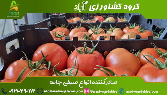 قیمت گوجه فرنگی گلخانه ای دافنیس صادراتی