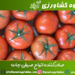 قیمت گوجه فرنگی گلخانه ای دافنیس صادراتی