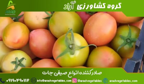 صادرات گوجه فرنگی به افغانستان