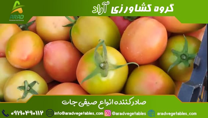 صادرات گوجه فرنگی به افغانستان