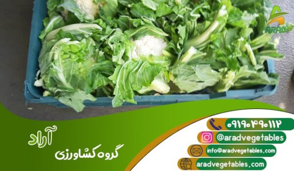 قیمت گل کلم بسته بندی سبدی + خرید و فروش