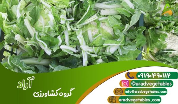 فروش گل کلم درجه یک عمده