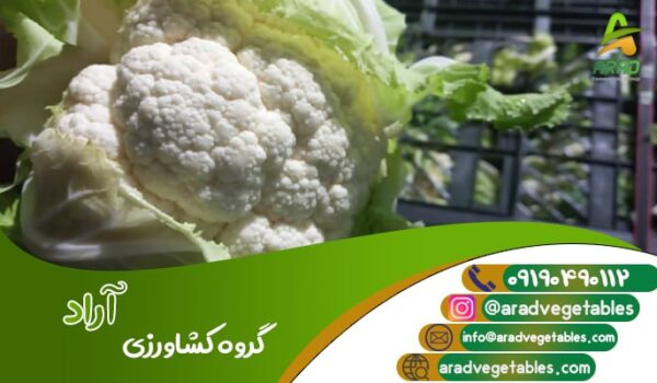 خرید عمده گل کلم صادراتی