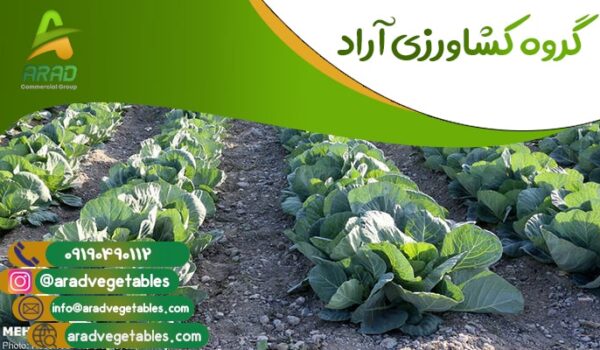 قیمت کلم صادراتی دزفول+ خرید و فروش