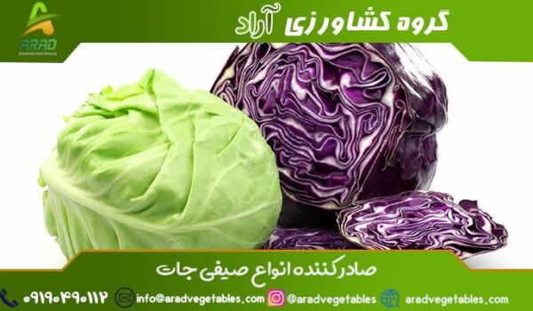 صادرات کلم به روسیه