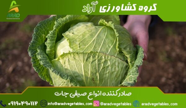 عمده فروش تامین کننده و صادر کننده کلم