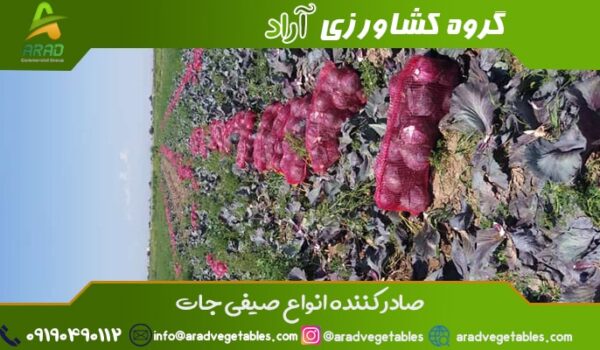 خرید کلم قرمز عمده + صادرات کلم قرمز