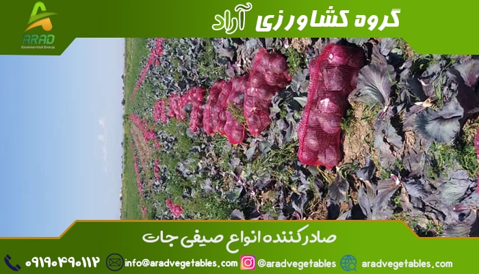 خرید کلم قرمز عمده + صادرات کلم قرمز