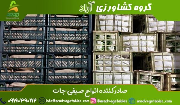 قیمت فروش کاهو آیسبرگ + خرید کاهو