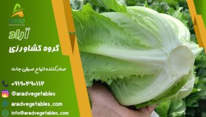 خرید کاهو صادراتی جهت واردات