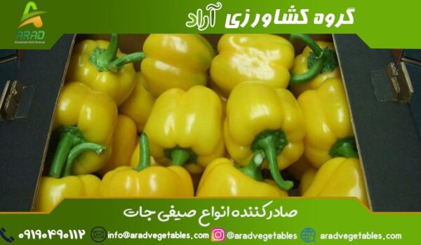 فلفل دلمه زرد صادراتی + خرید و فروش