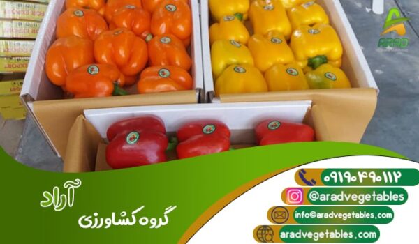 قیمت خرید فلفل دلمه رنگی اراک + خرید و فروش