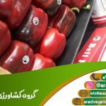 خرید فلفل دلمه رنگی اصفهان + منطقه دهاقان