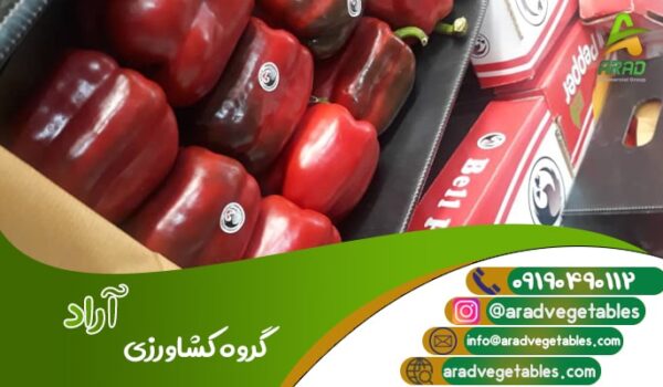 خرید فلفل دلمه رنگی اصفهان + منطقه دهاقان