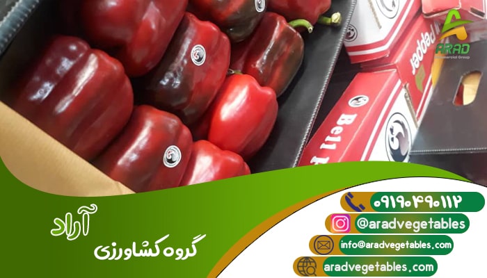 خرید فلفل دلمه رنگی اصفهان + منطقه دهاقان