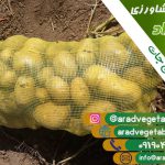 خرید سیب زمینی برای ازبکستان + قیمت فروش