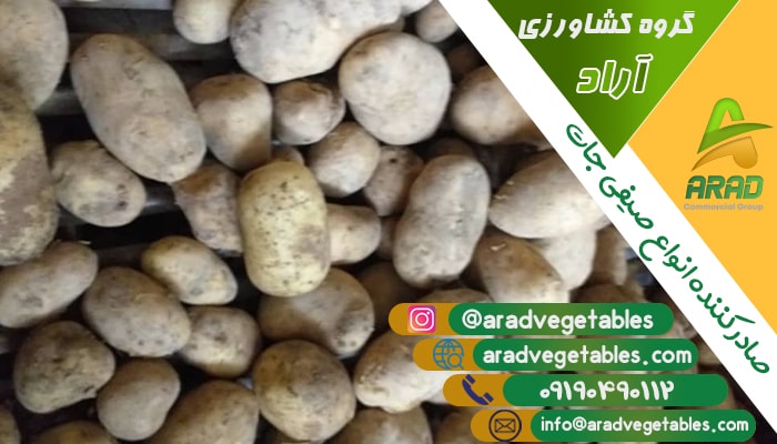 خرید سیب زمینی برای ازبکستان + قیمت فروش