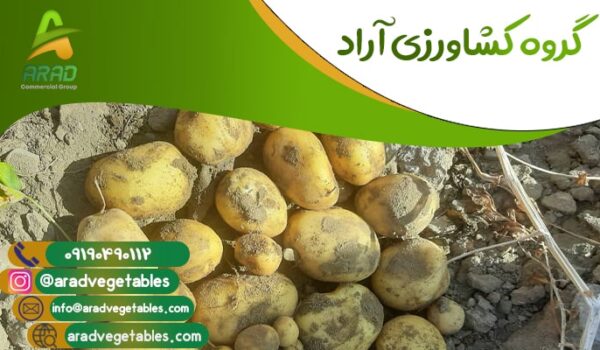 خرید و قیمت سیب زمینی جلی عمده