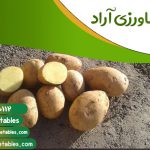 قیمت سیب زمینی در مشهد