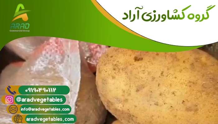 قیمت فروش سیب زمینی در شیراز