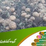 قیمت سیب زمینی بانبا برای ترکمنستان
