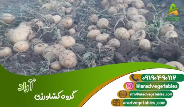 قیمت سیب زمینی بانبا برای ترکمنستان