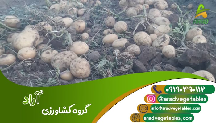 قیمت سیب زمینی بانبا برای ترکمنستان