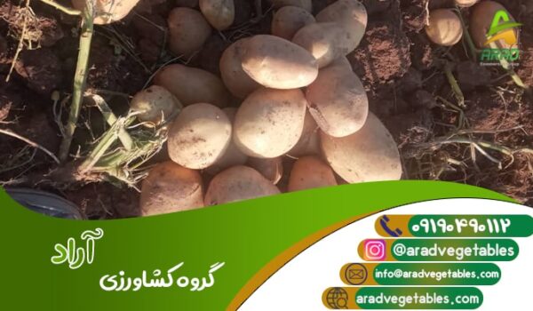 صادرکننده عمده سیب زمینی به کشورهای مختلف