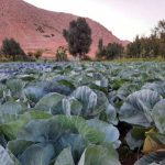 فروش کلم صادراتی به صورت عمده