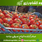فروش گوجه فرنگی گلخانه ای جهت صادرات