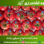 گلخانه گوجه فرنگی همدان + صادرات گوجه فرنگی گلخانه ای
