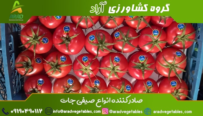 گلخانه گوجه فرنگی همدان + صادرات گوجه فرنگی گلخانه ای
