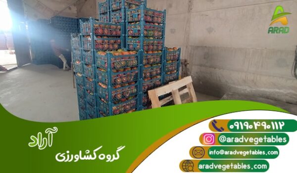 گلخانه گوجه فرنگی همدان + صادرات گوجه فرنگی گلخانه ای