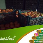 گوجه فرنگی 4129 + قیمت و صادرات
