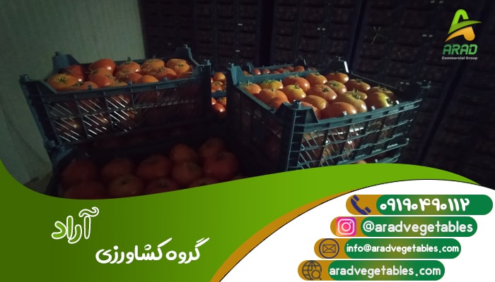 گوجه فرنگی 4129 + قیمت و صادرات