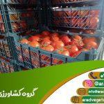 قیمت گوجه فرنگی گلخانه ای همدان