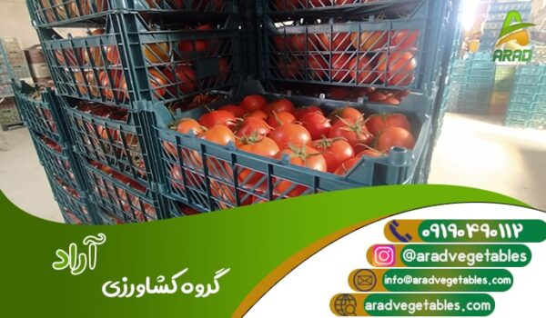 قیمت گوجه فرنگی گلخانه ای همدان