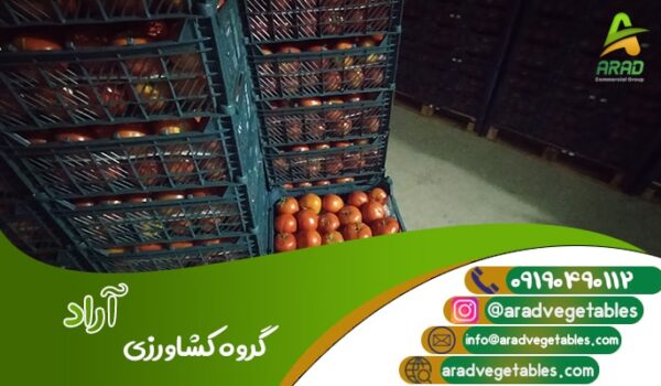 قیمت عمده گوجه فرنگی گلخانه ای هیدروپونیک